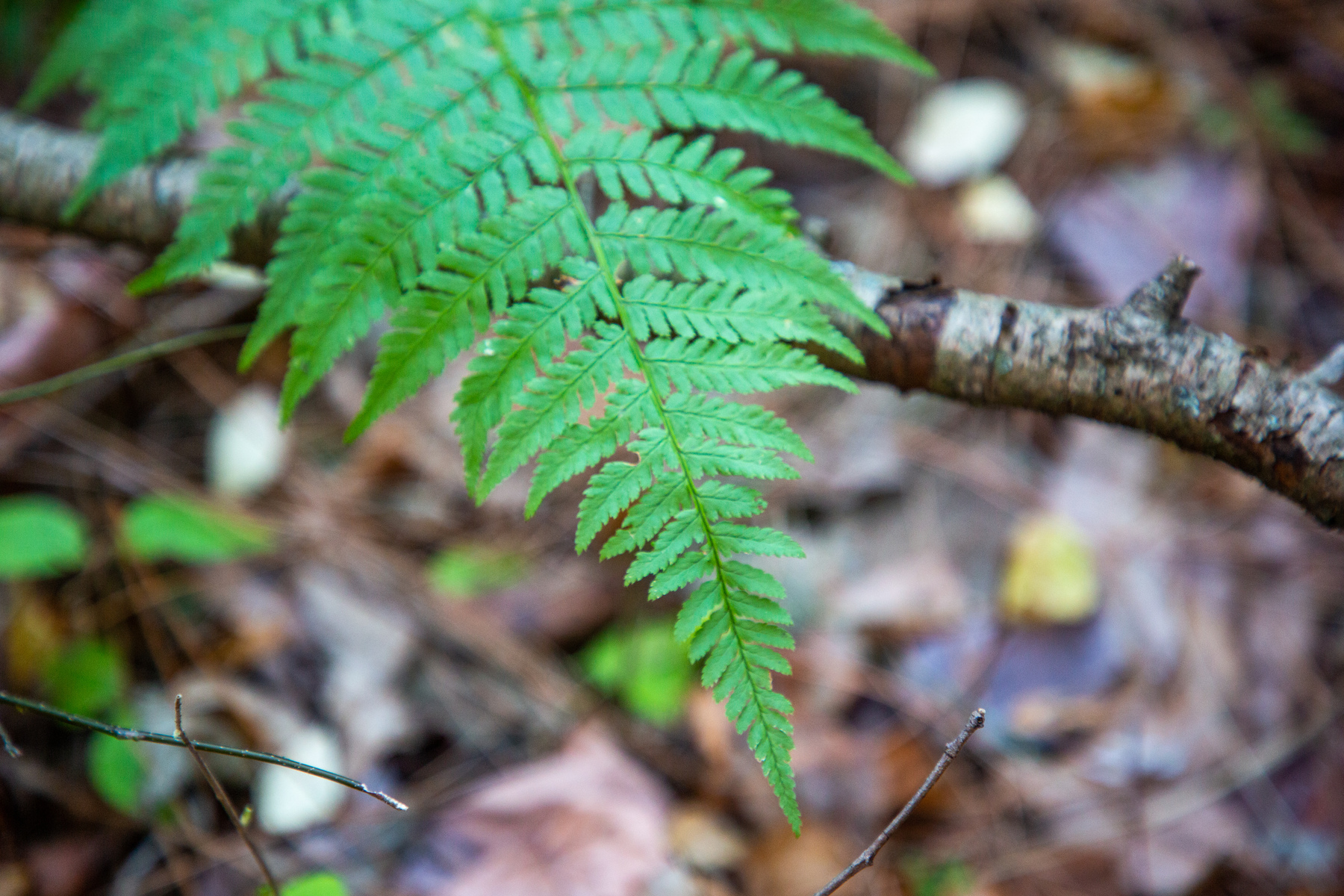 fern floor