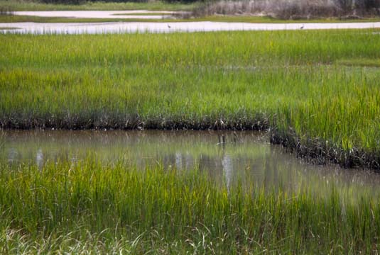 sc_marshbed_182