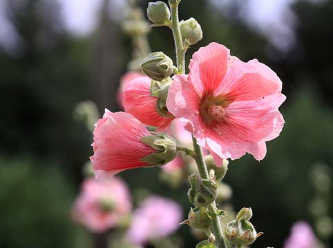 pin_3073