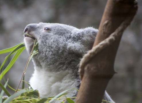 3_ko_Koala_2378