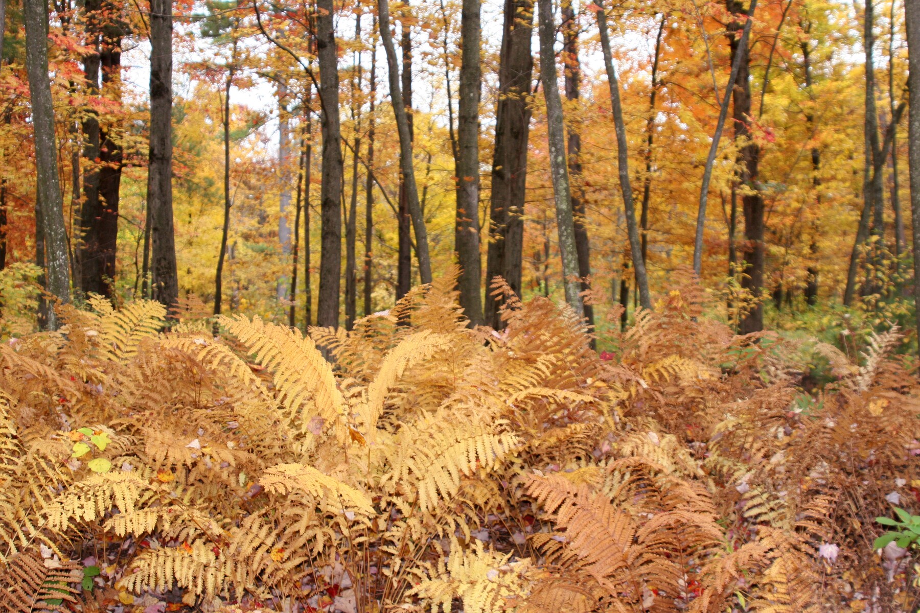 woods at Torch Lake in fall