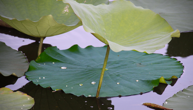 gr_P_LilyPads III_ 167
