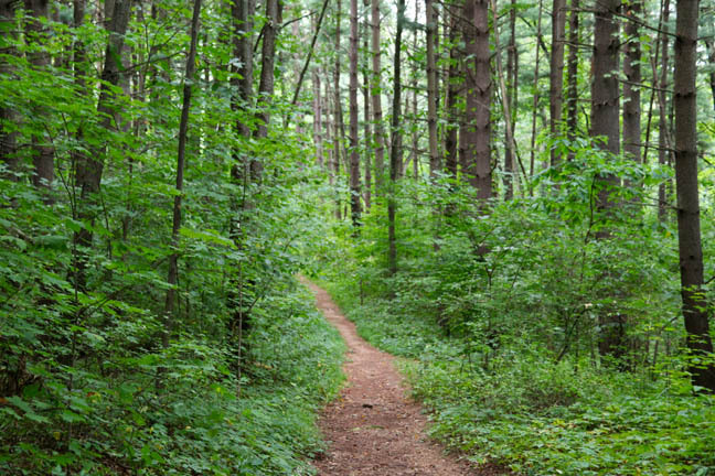love the woods at fresh air camp
