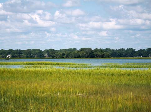 sc_marshgrass_026