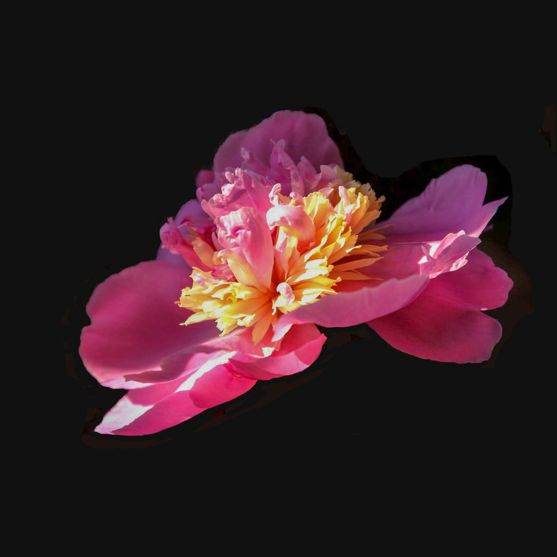 peony _0244