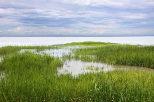sc_marshgrass horizon_001