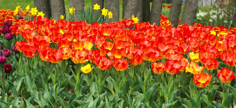 mx_Tulip Patch II
