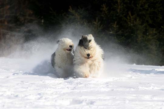 do_snowdogs_6784