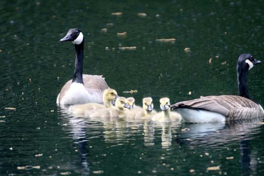 3_bi_Goose Family_1927