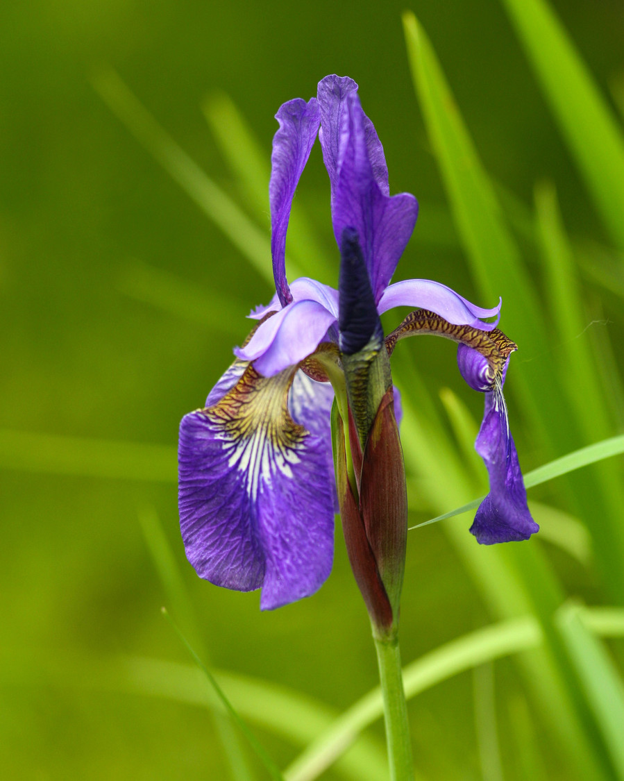 purple Iris