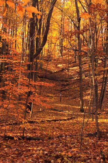 mi_Fall_2875
