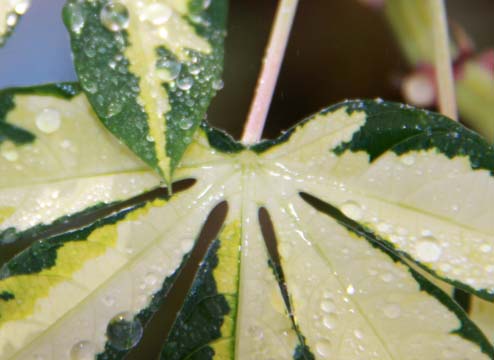 wh_wet leaf_019