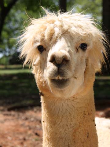 ll_alpacca 310