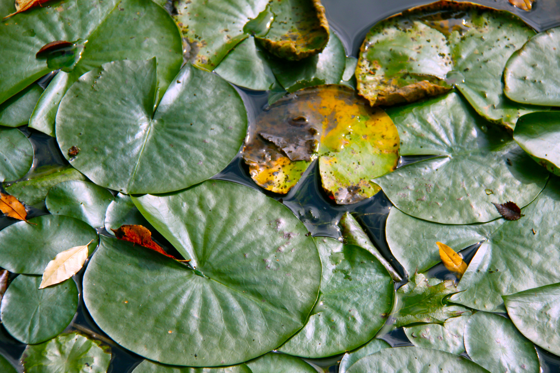 fall in the lilypond