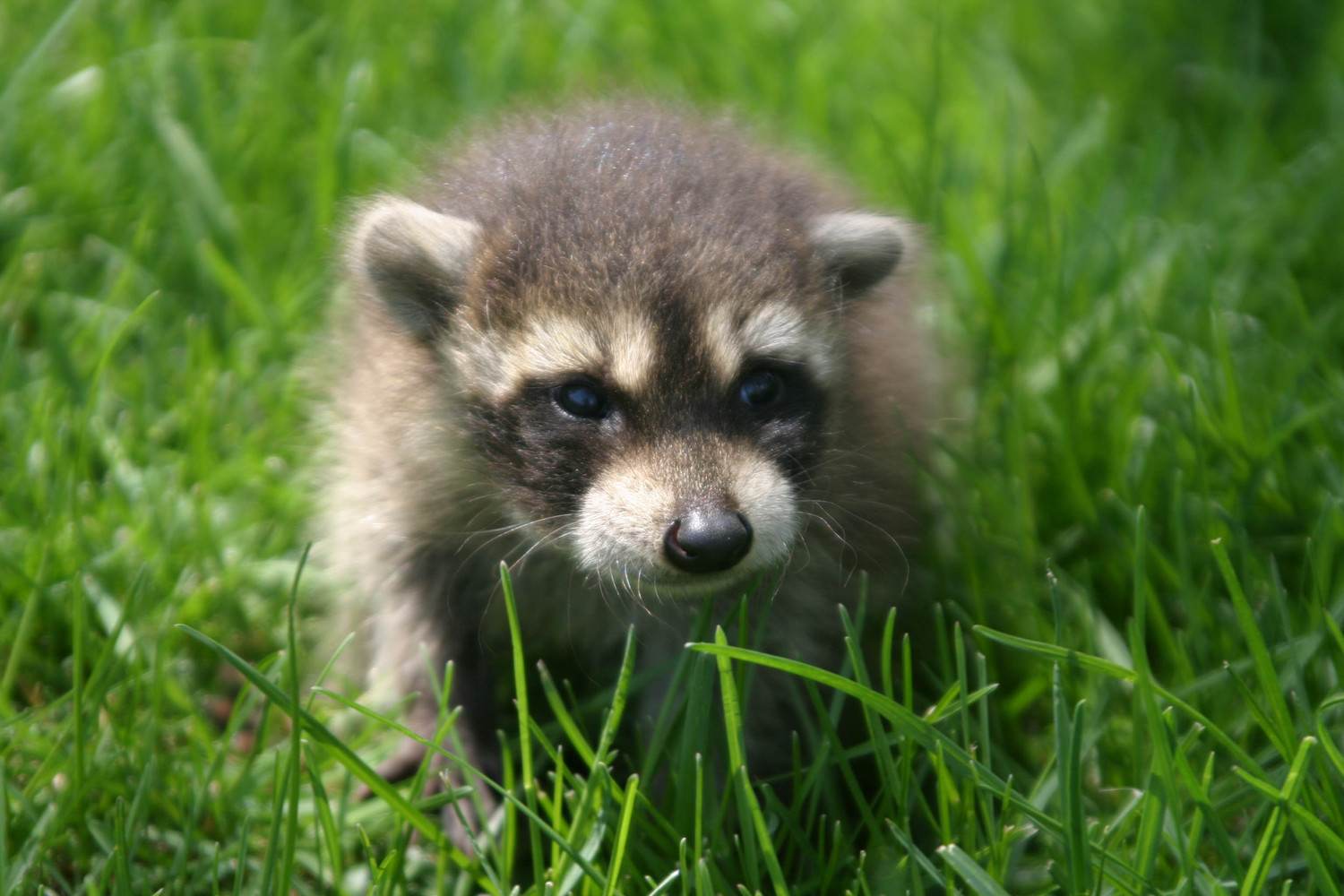baby raccoon